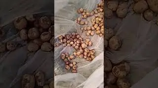 Влияние окучивания на урожай картофеля!