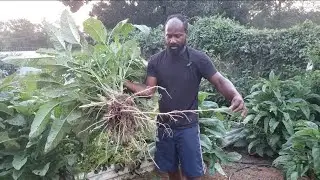 Things to Do to Grow Callaloo Successfully