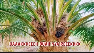 239 DUMPY TINGGI 1METER BUAH NYA LIHAT SENDIRI