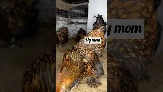 Еще растет малыш😄