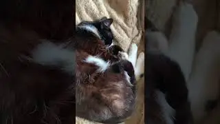 Страшная фраза жизни #мейнкун #друзья #шпиц #а4 #врек #папа #9мая #луч #мама #acmr