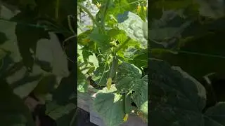 Завались огурцов, замеры роста 