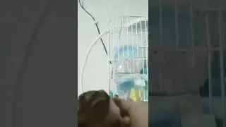 дожМЯкаЛиСь