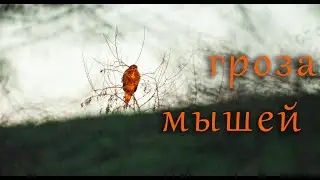 Краснохвостый сарыч / гроза мышей / канюк /