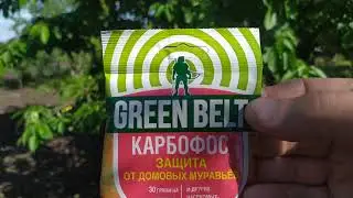 Борьба с тлей и садовыми муравьями по методу А.Лукьянова