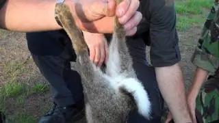 Killing, Skinning and Gutting a Rabbit: Part 1