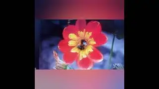 я в тебя влюбляюсь вновь и вновь