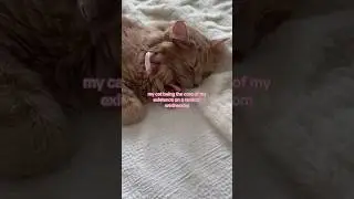 she is so cute #cats #lifestyle #pets #taylorswift #sabrinacarpenter #girlsgirls #cat #catlover