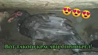 Приобрëл красавца селезня на племя!
