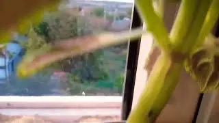 20 сикунд вдохновения и счастья!