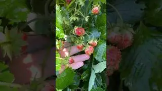 Вредители клубники #образование #еда #огород