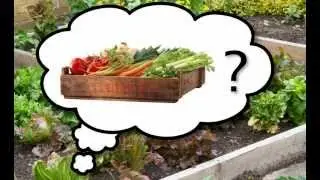The Best Vegetables to Grow in Your Garden - Choosing the Tastiest, Easy-to-Grow Plants