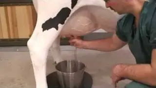 Holstein milking simulation,teaching veterinary students