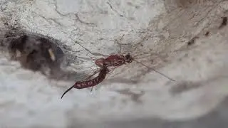 Wasp
