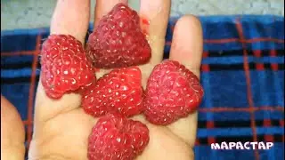 Марастар- гиф