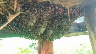 Бджоли під вуликом зробили гніздо Покинута пасіка 🍯