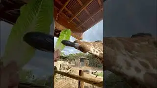 Longest Tongue Ever