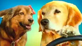Life PETS in the car. Videos for kids