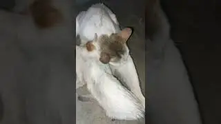 Trying to drink Milk - cufylicy 