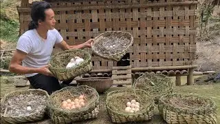 Harvest eggs, Make a new nest for laying hens, king kong amazon, Fp 311