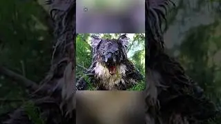 जानवर पानी में भीगने के बाद कितने Dangerous दिखते हैं 😱 || #shorts