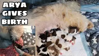 SHIH TZU GIVING BIRTH FOR THE FIRST TIME | 5 healthy puppies 🐾