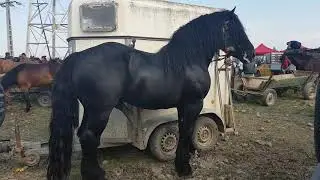 Horse stallion, Friz, erektion.