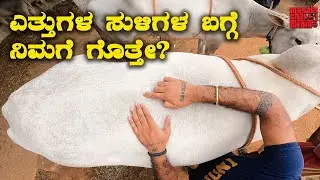 How to select best Hallikar bulls? ಎತ್ತುಗಳ ಸುಳಿಗಳ ಬಗ್ಗೆ ನಿಮಗೆ ಗೊತ್ತೇ? | Kannada Vlogs