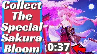 Collect The Special Sakura Bloom - Genshin Impact
