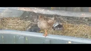 Strawberry is the zen mama of these 27-day-old ducklings