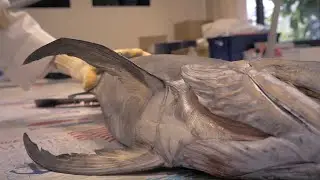 How to extract organs from a swordfish l Pacific Fish biosampling
