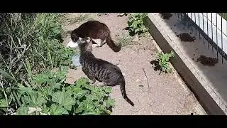 #кошки явились вовремя
