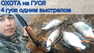 ОХОТА на ГУСЯ. Четыре гуся одним выстрелом