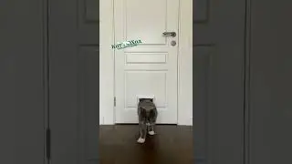 Дверца для кошек "Барсик" (котоход)