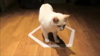 Мистика или игры котов