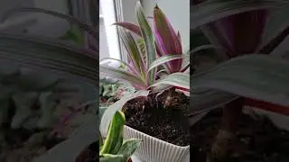 Какие они разные,но все красивые.