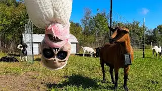 This kept our goats out...