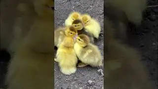 Радостная новость #дарьиндвор #цыплята #куры  #утята