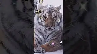С наступающим новым 2022г тигра!