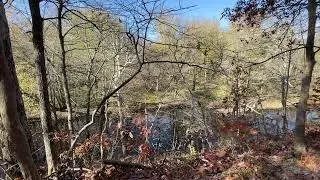 Falling Leaves at Allerton Park