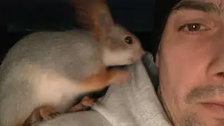 Белка Чип с каждым днем все умней и умней😎 