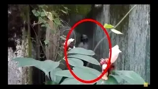 Камера тасвирига тушиб колган шайтонлар