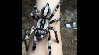 ARAÑA MUY GRANDE