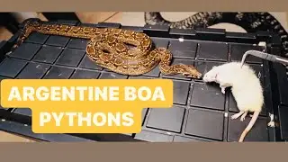 Argentine Boa Constrictor EATS.. Updates on Boa's , Python's and MORE