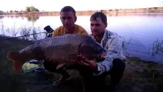 8 золотых правил Ловли Сазана на Нижней Волге. Карпфишинг Сarpfishing дикий Карпфишинг