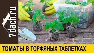🍅 Как посадить томаты в торфяные таблетки: секреты Виталия Декабрёва - 7 дач