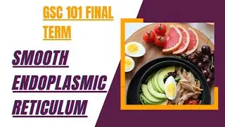 function of smooth endoplasmic reticulum | gsc101 final term