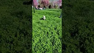 Yaz geliyor çimenler bizi bekler koşusu bu #köpekeğitimi #maltese #maltipoo