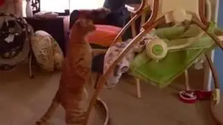 Beşik sallayan kedi