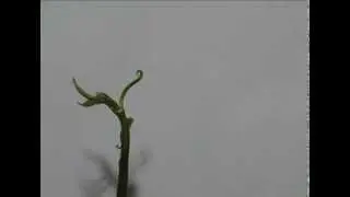 Рост манго (timelapse)